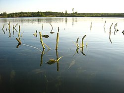 Spožā glīvene