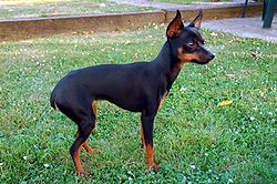 Prazsky Krysarik A small breed of dog from the Czech an