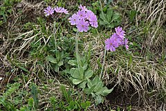 Primula halleri[англ.]*