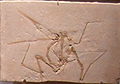 Pterodactylus antiquus.