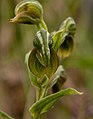 Pterostylis vittata Banded greenhood