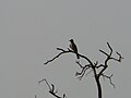 Graubülbül Common Bulbul