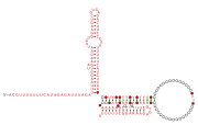 BTnc231 Secondary structure taken from the Rfam database. Family RF04180