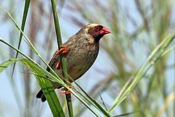 Kwelea domo-jekundu wa mashariki (Quelea q. aethiopica)