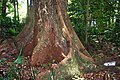 Red Cedar, Mount Keira, Illawarra, NSW