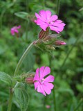 Miniatura para Silene dioica