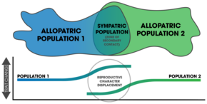 Two allopatric populations come into secondary contact. In sympatry, divergence is exhibited by changes in mating traits. These patterns of reproductive character displacement detected in species populations that exist in zones of overlap indicate that the process of speciation by reinforcement has occurred. Reproductive Character Displacement.png