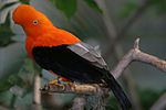 Miniatura para Parque nacional y área natural de manejo integrado Cotapata