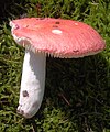 Russula-pseudointegra- 1. jpg