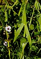 Nyílfű (Sagittaria sagittifolia)