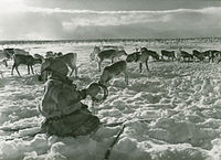 Elisabeth Meyer: Sáma severně od polárního kru