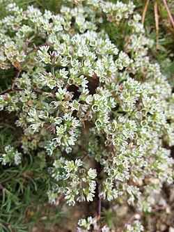 Vaaleajäsenruoho Scleranthus perennis