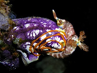 Un nudibranca (Nembrotha lineolata) que depausa una espirala d'uòus sus un tunicièr (Polycarpa aurata). (definicion vertadièra 2 933 × 2 200)