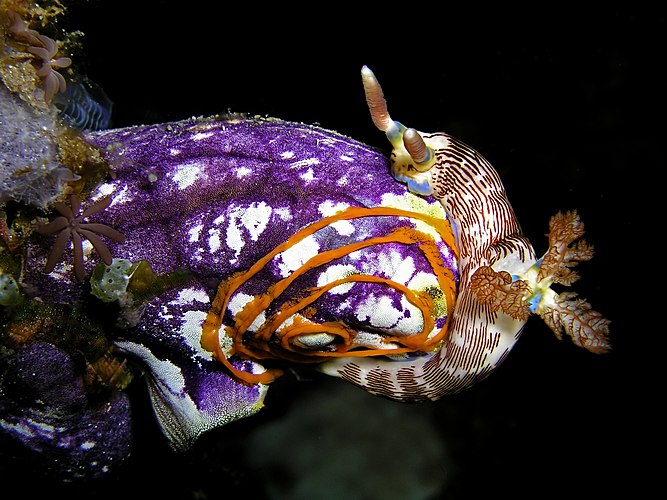 Голожаберный моллюск Nembrotha lineolata сидит на асцидии Polycarpa aurata