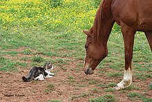 Un cheval roux observe un petit chat de près en approchant sa tête.