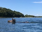 Simmande älg vid Älveskär i Nagu i Skärgårdshavet, över 40 km från fastlandet