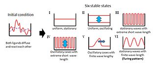 Six stable states from Turing equations, the last one forms Turing patterns Six States - Turing Patterns.jpg