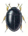 Miniatura para Myxophaga