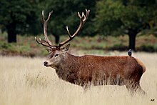 Red deer stag and starling Stag and Skylark Richmond Park.JPG