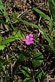 Stenandrium dulce- Soriano, Palmar, Bajo bosque ribereño laxo al margen del Río Negro 3.jpg