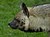 Striped hyena profile.jpg