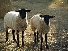 Les moutons Suffolks, moutons à viande à tête noire représentent plus de 60% du cheptel ovin américain