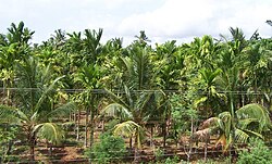Coconut Plantation near Tiptur