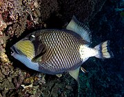 Titan triggerfish moving rocks from its nest by picking them up with its large front teeth.