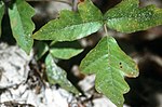 Miniatura para Toxicodendron pubescens