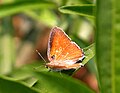 Common Red Flash, (Rapala iarbus) Male Underside in Bangalore