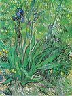 Vincent van Gogh, Irys, 1889
