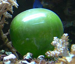 The unicellular bubble algae lives in tidal zones. It can have a 4 cm diameter.[385]