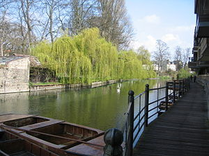 English: Willow Trees beside the Cam Within th...