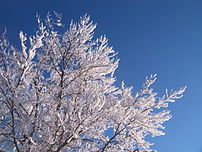 Winter tree2