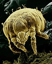 A microscopic mite Lorryia formosa Yellow mite (Tydeidae) Lorryia formosa 2 edit.jpg