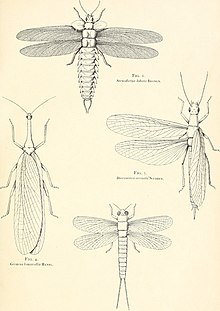 1er Congrès International d'entomologie, Брюссель, 1-6 лет, 1910 (1911-12) (16477916279) .jpg