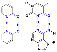 A 2-pyridone dimer compared with DNA base pairs.