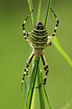 Argiope bruennichi