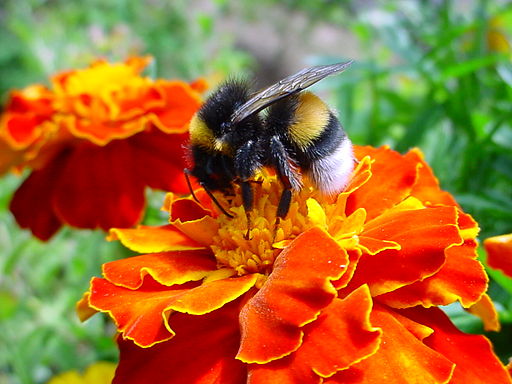 A bumble-bee on a flower