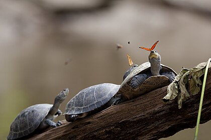 Duas borboletas-júlia (Dryas iulia) bebendo lágrimas de tartarugas (Podocnemis expansa) no Equador. Este fenômeno é conhecido como lacrifagia. (definição 4 500 × 3 000)