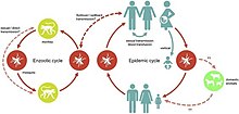 Confronting data sparsity to identify potential sources of Zika virus spillover infection among primates A conceptual figure of Zika virus transmission routes.jpg