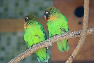 Lovebirds are well known for mirroring the behaviour of their cage-mates, a form of social facilitation Agapornis nigrigenis -London Zoo-8a.jpg