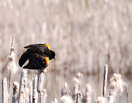 Geltonsparnis trupialas (Agelaius thilius)