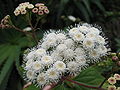 Ageratina adenophora - Blüte