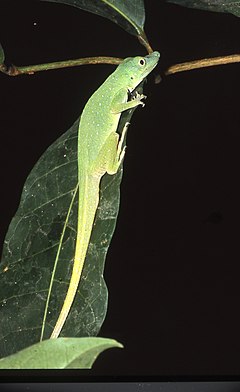 Description de l'image Anolis punctatus01.jpg.