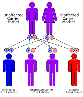 Relationship between two carrier parents and probabilities of children being unaffected, carriers, or affected