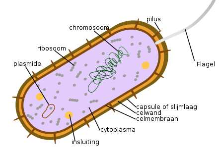 File:Bacteria-.svg