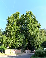 Roßkastanie auf dem Israelischen Friedhof