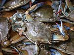 Crabs are considered unclean because they have "not fins and scales".