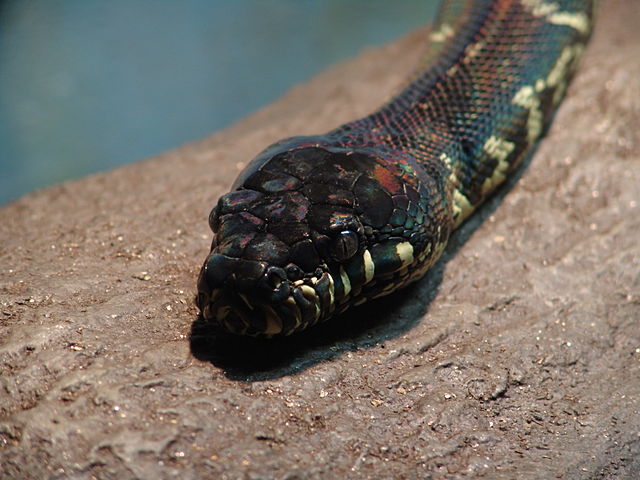 Boelen Python Snake